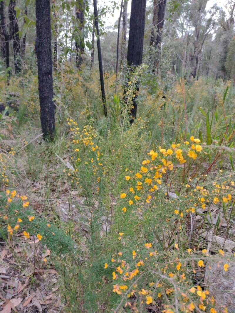 Pultenaea hispidula habit