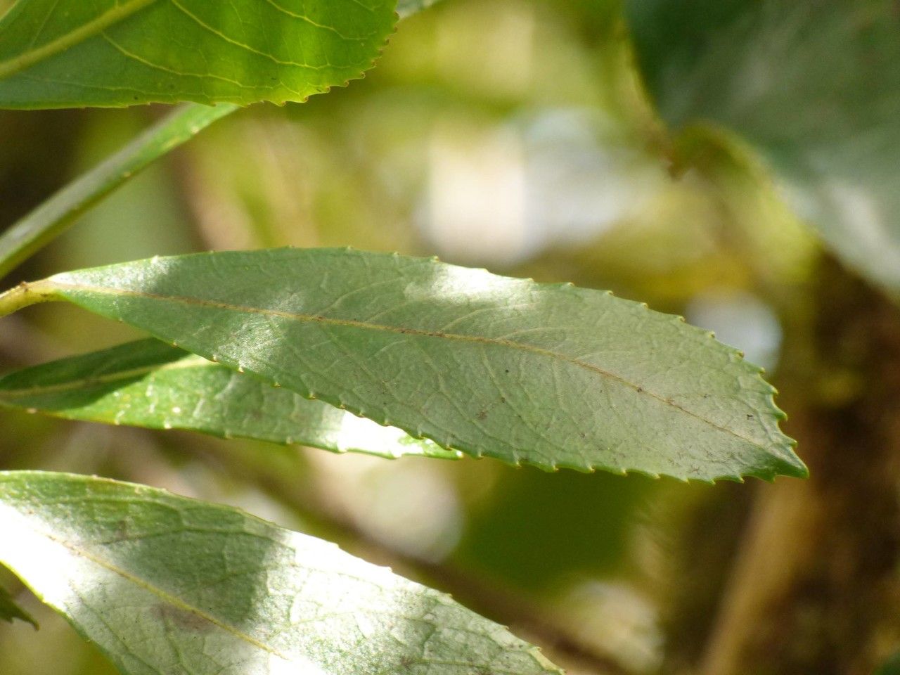 Claoxylon glandulosum — houseplant care guide