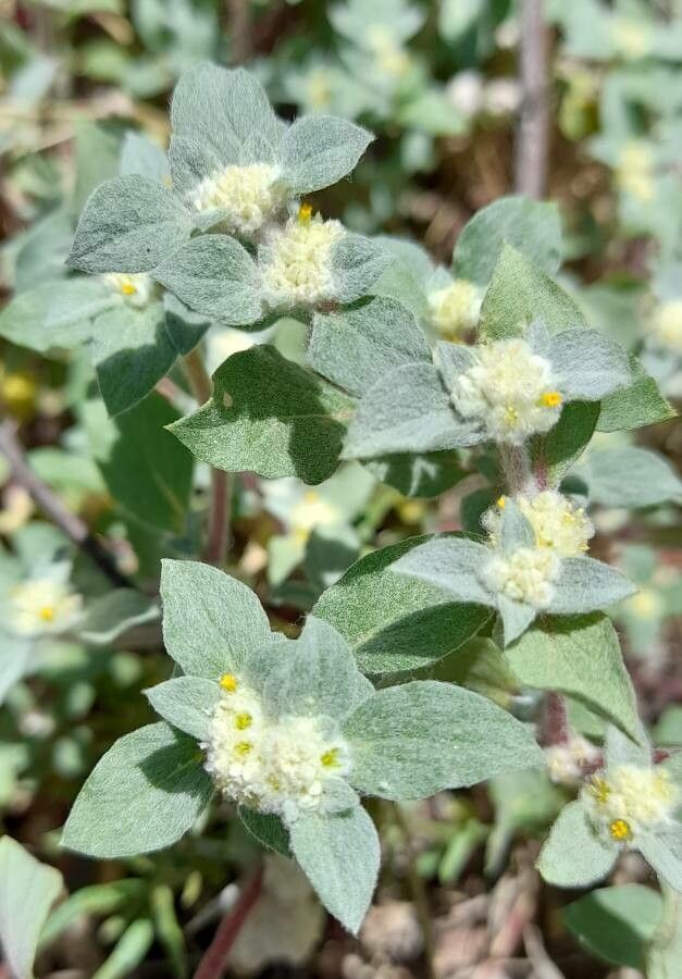 Gomphrena tomentosa — search result for 'Gomphrena'