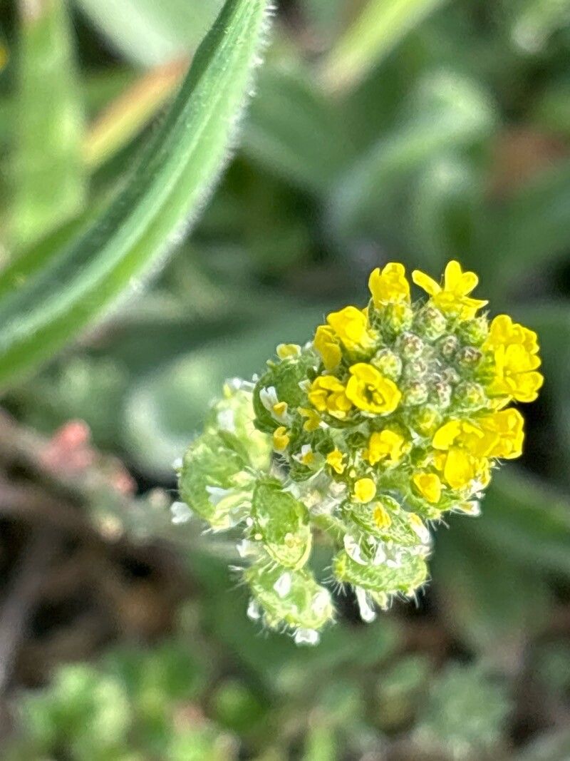 Alyssum granatense flower