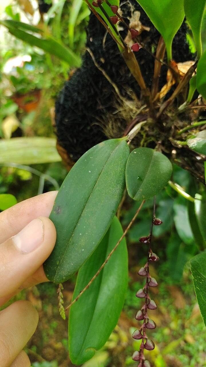 Stelis lankesteri — houseplant care guide