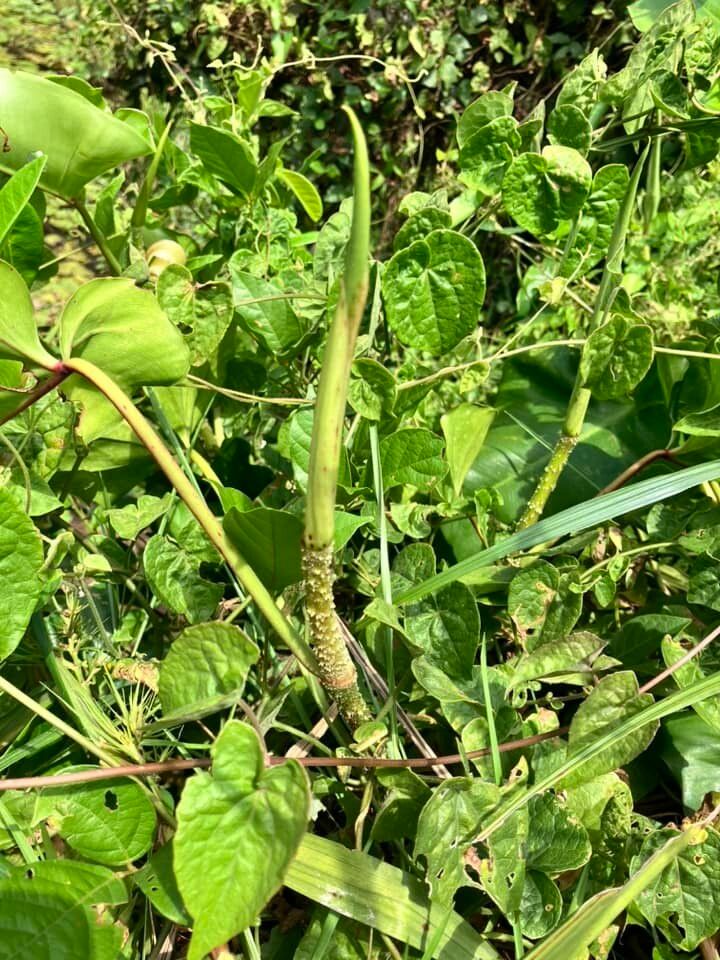 Philodendron muricatum — houseplant care guide