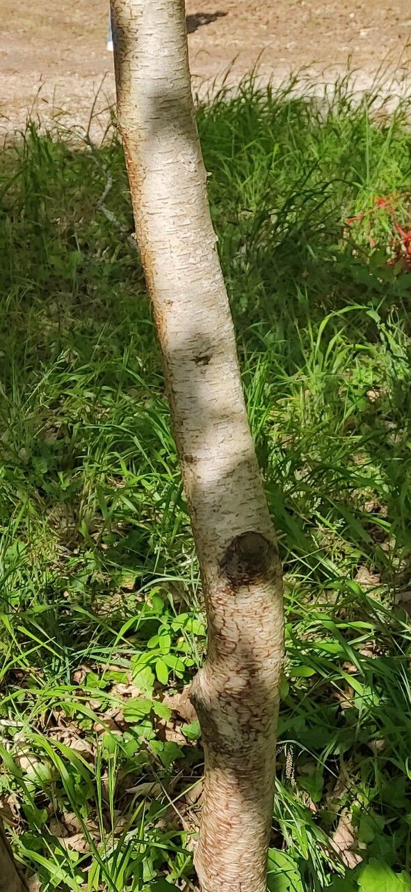Betula populifolia bark