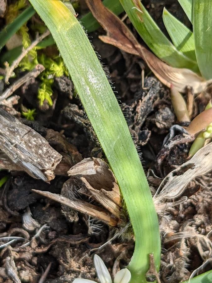 Allium chamaemoly — search result for 'Allium'