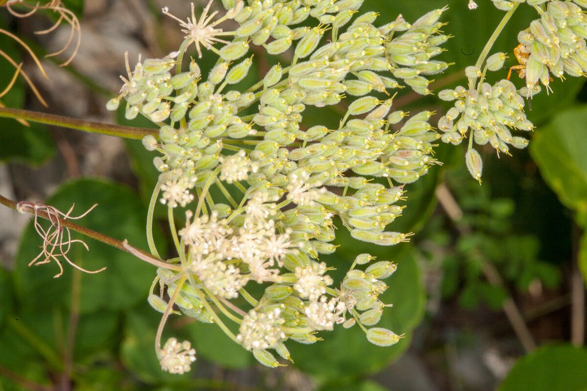 Athamanta turbith fruit