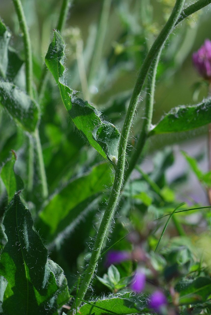 Hieracium porrectum leaf