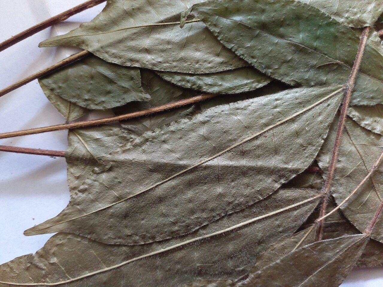 Simaba polyphylla leaf