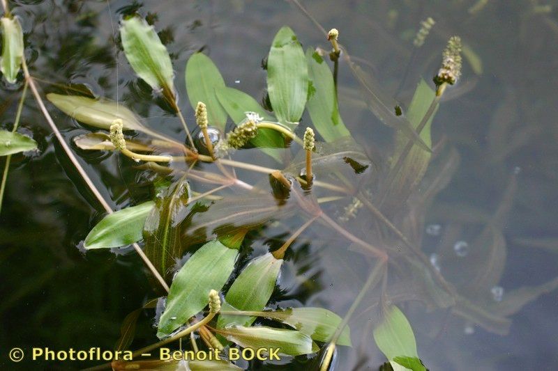 Potamogeton × variifolius — search result for 'Potamogeton'