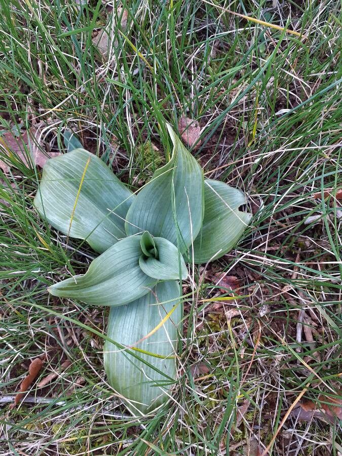 Anacamptis fragrans leaf