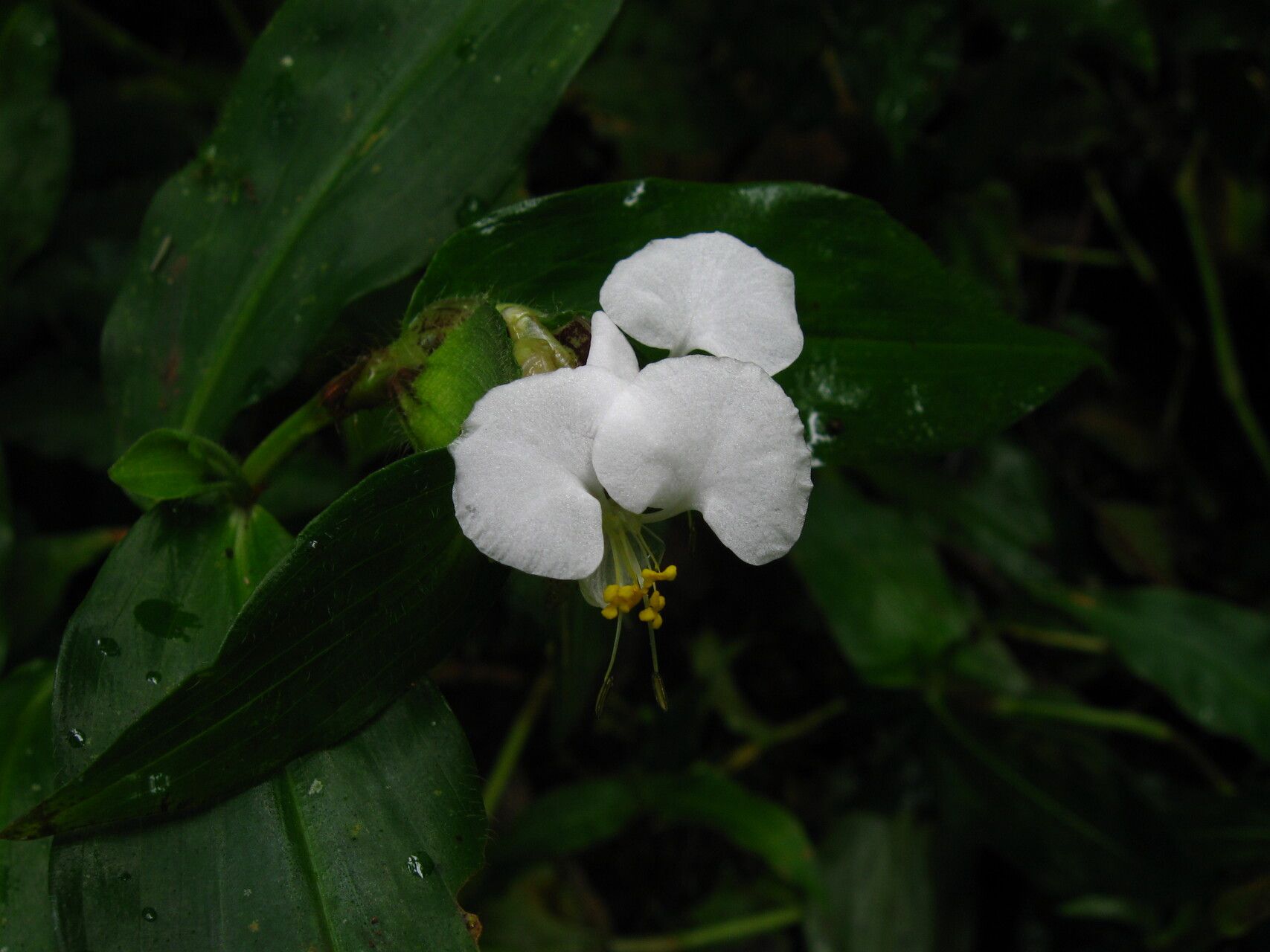 Commelina cameroonensis flower