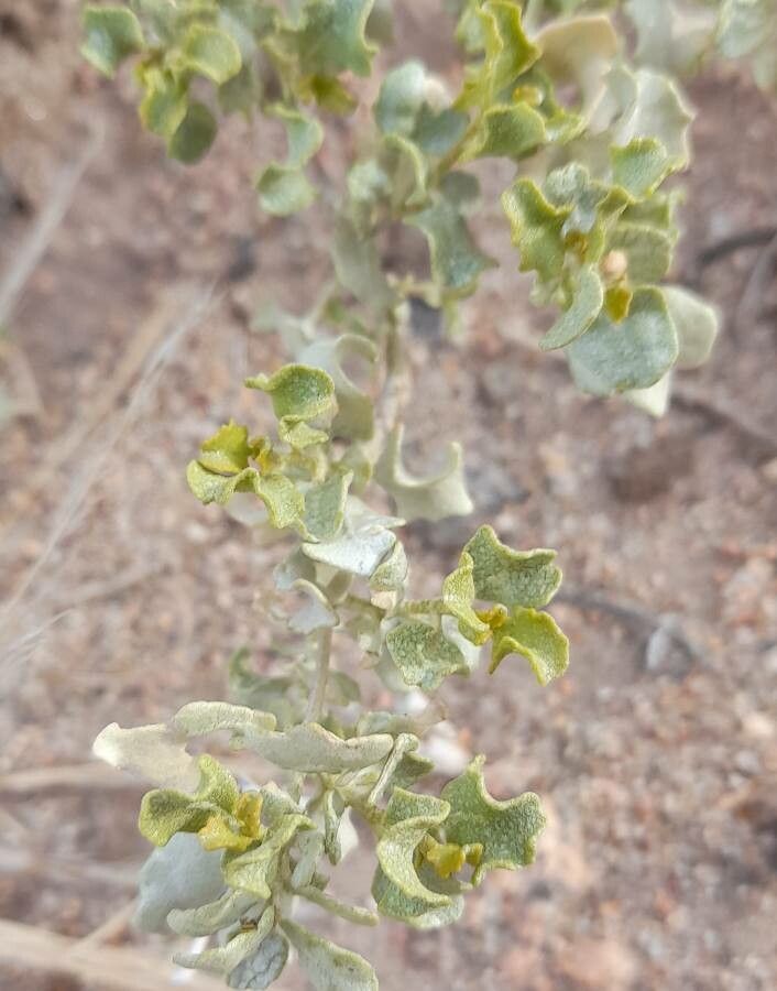 Atriplex undulata leaf