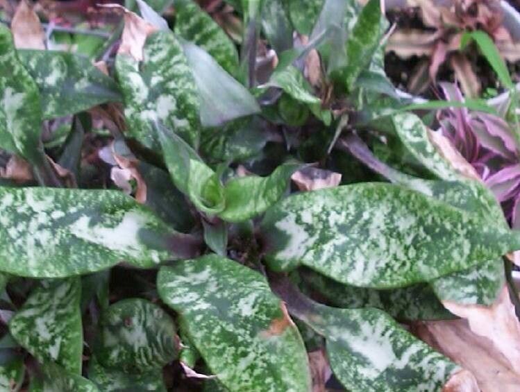 Cryptanthus beuckeri