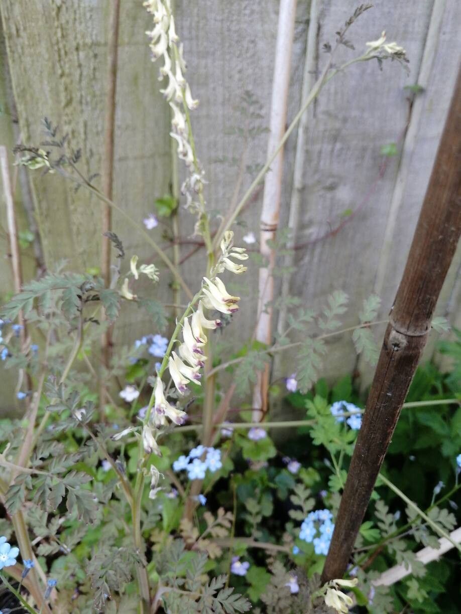 Corydalis ophiocarpa flower
