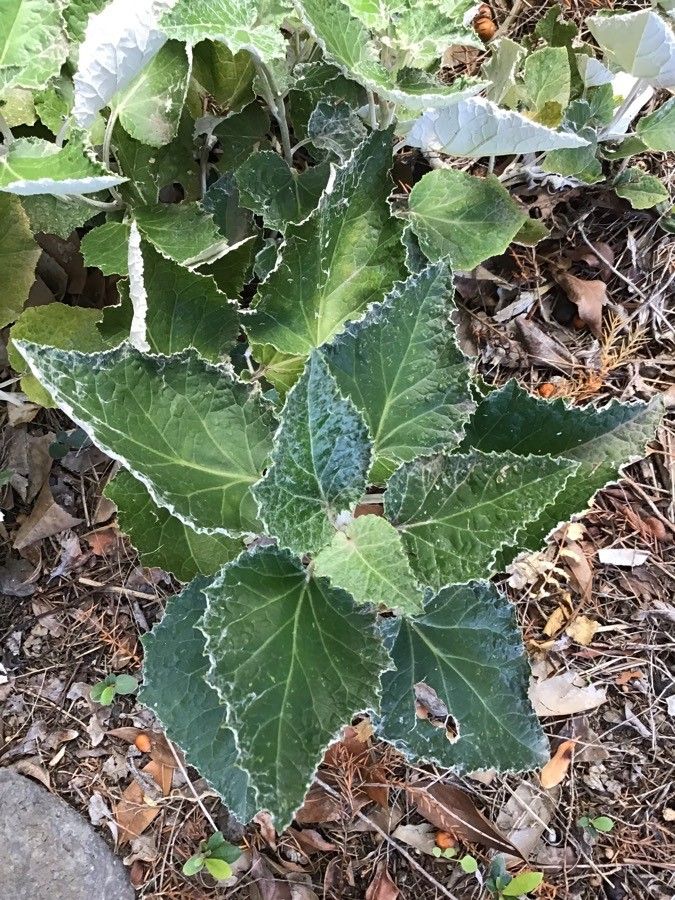 Pericallis appendiculata — related species from the same genus