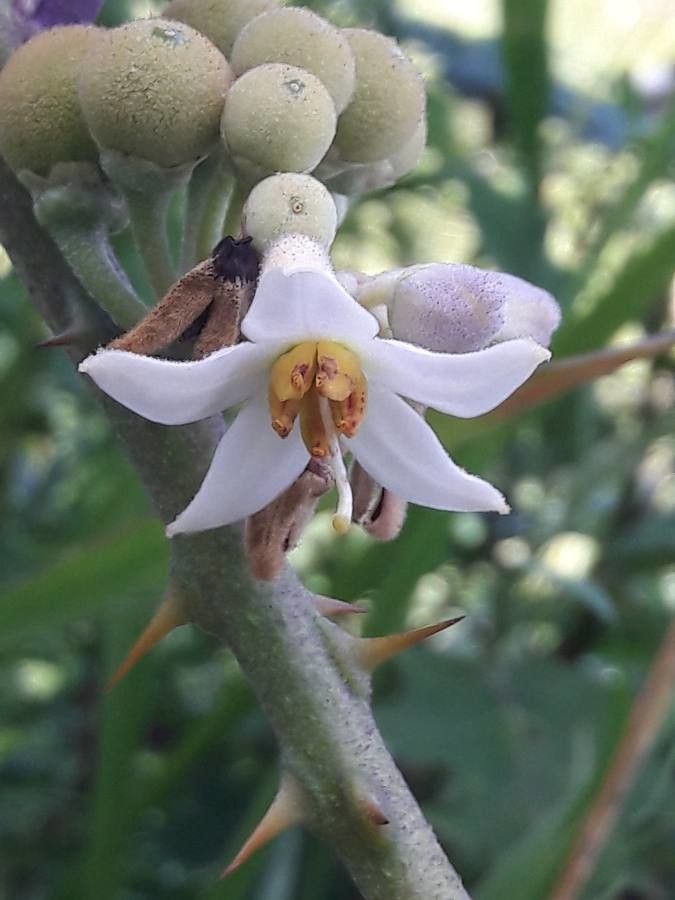 Solanum stramoniifolium flower