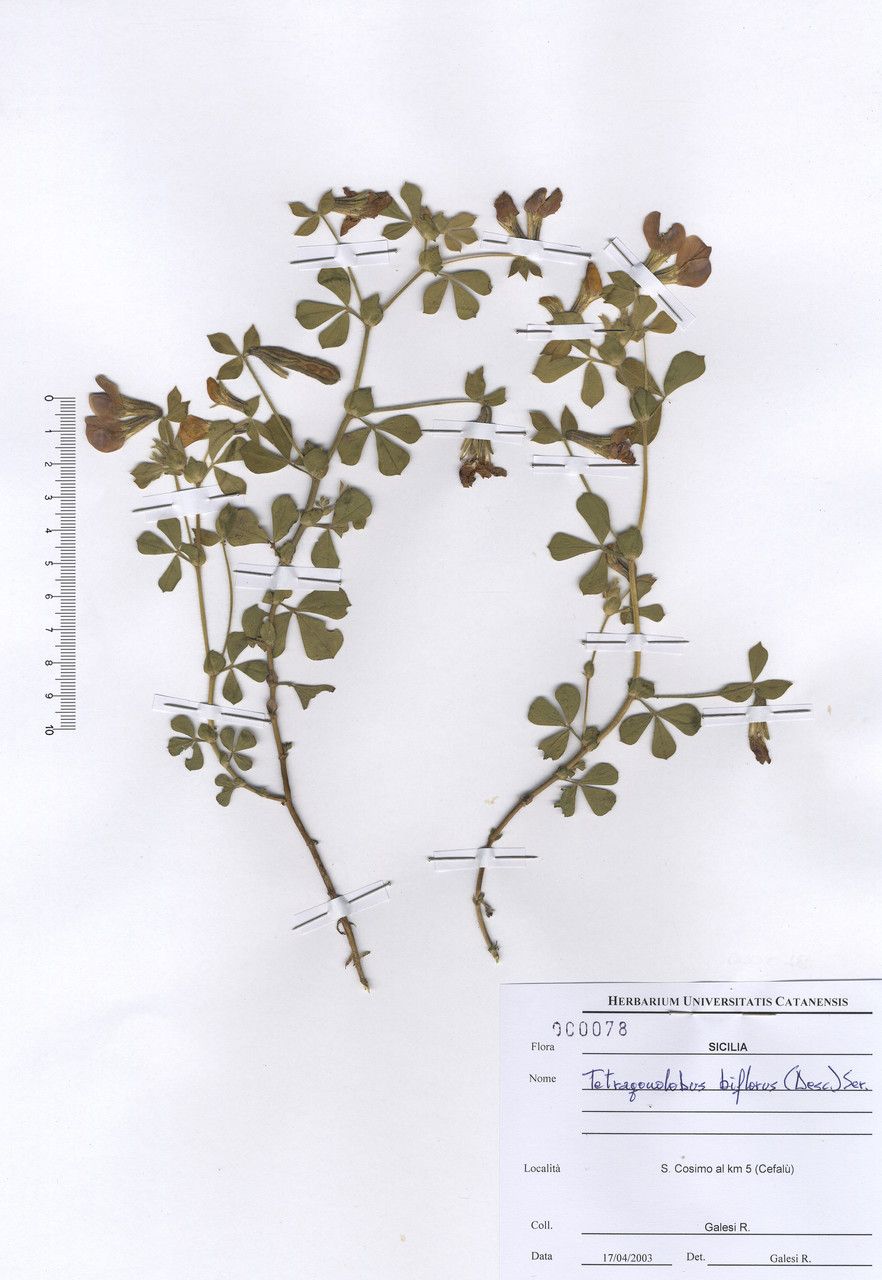 Tetragonolobus biflorus leaf