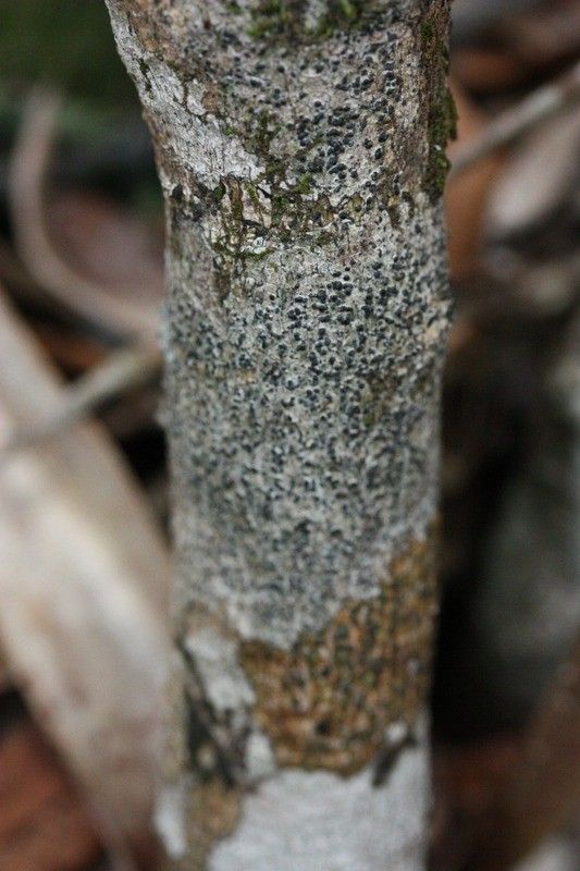 Vepris lanceolata bark