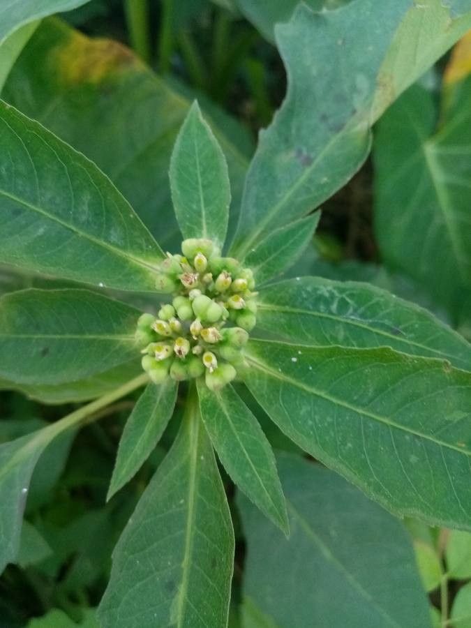 Euphorbia heterophylla flower