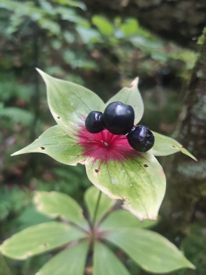 Medeola virginiana flower