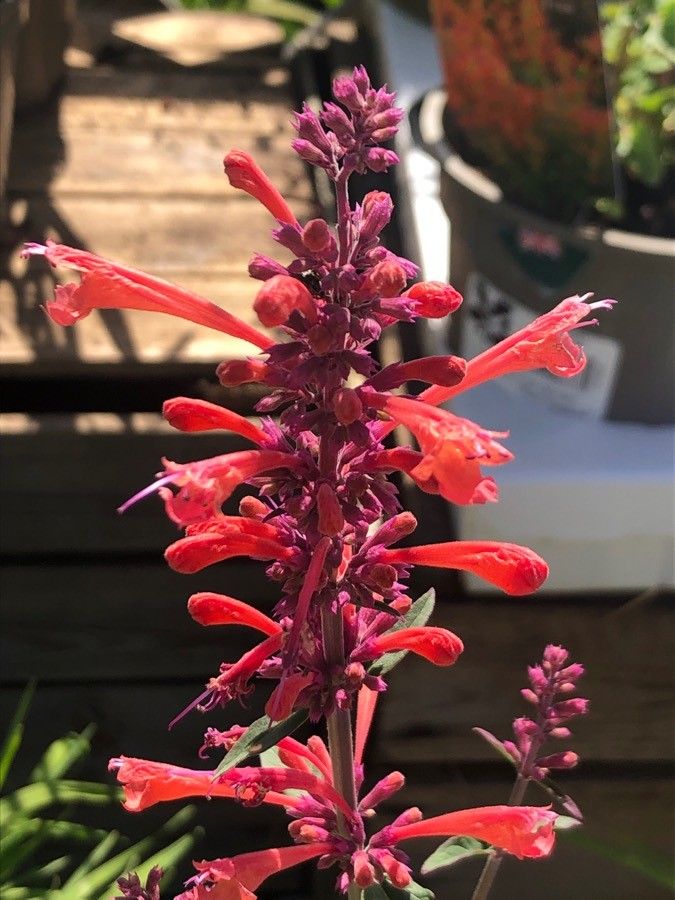 Agastache mexicana flower