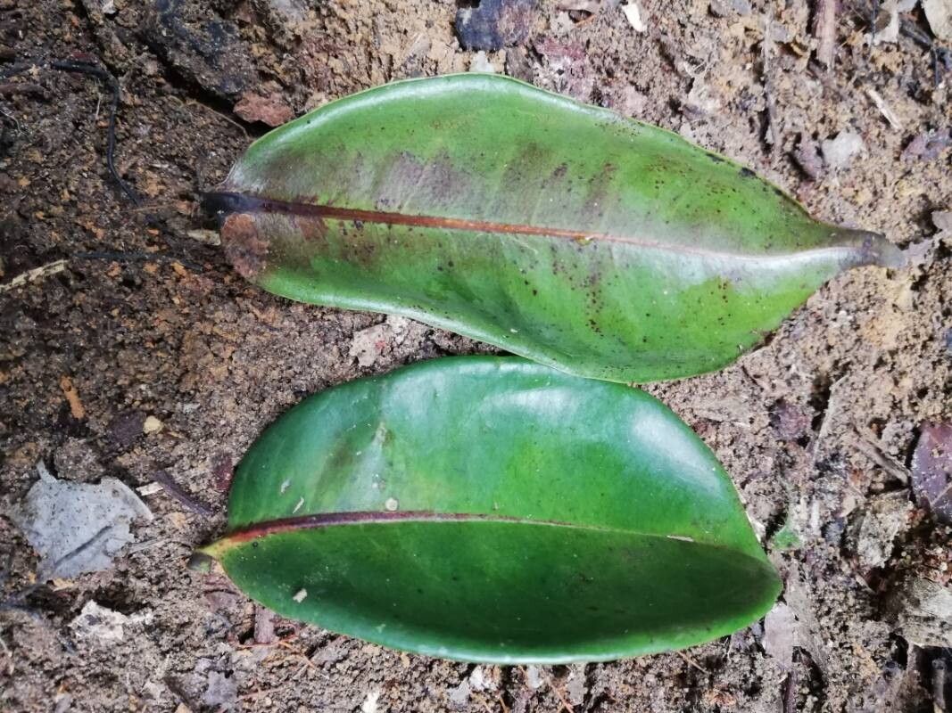 Poga oleosa — houseplant care guide