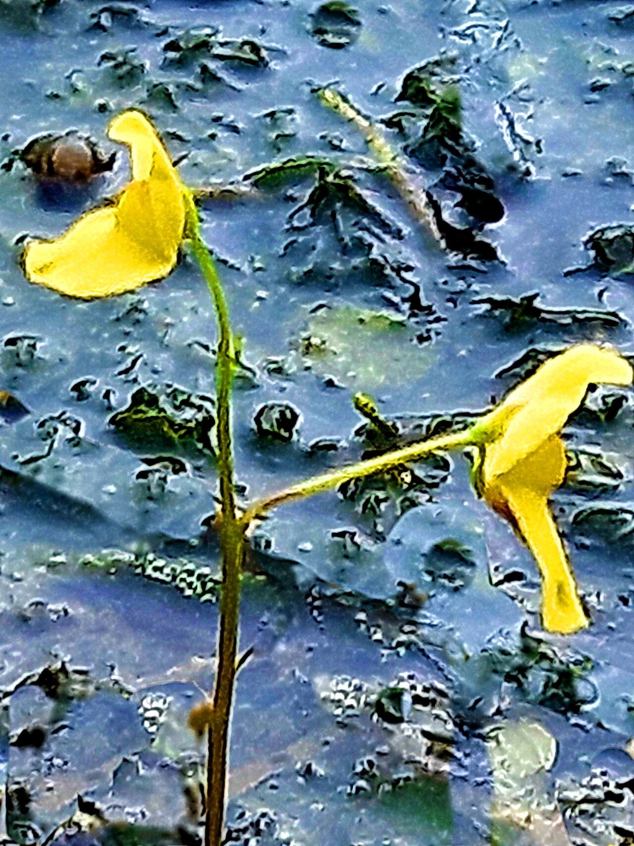 Utricularia aurea — houseplant care guide