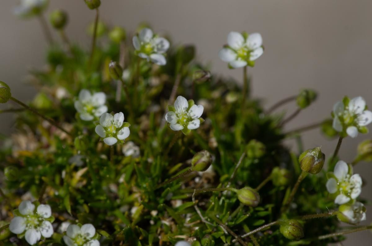 Sagina pilifera habit