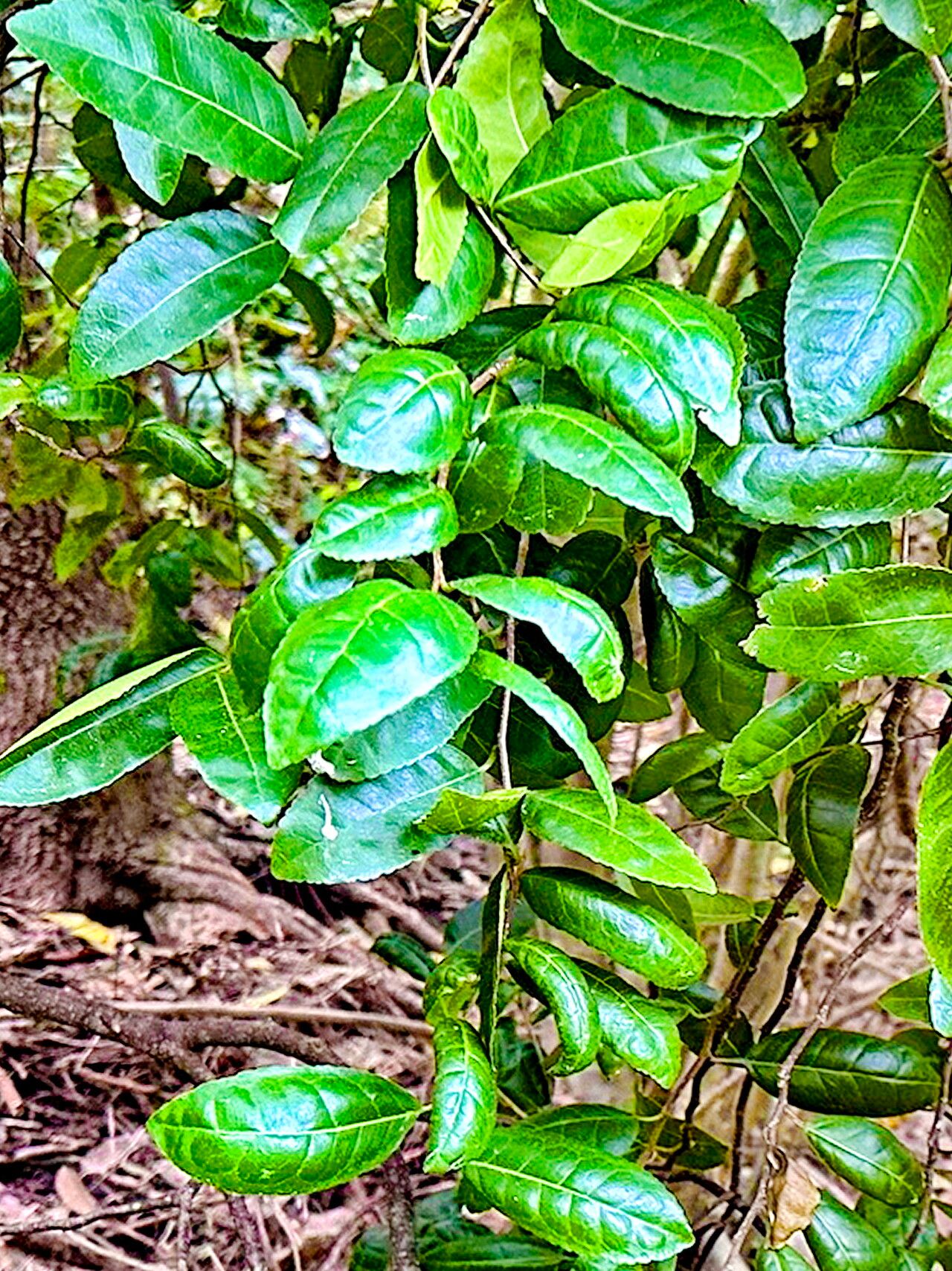 Paratrophis banksii — related species from the same genus