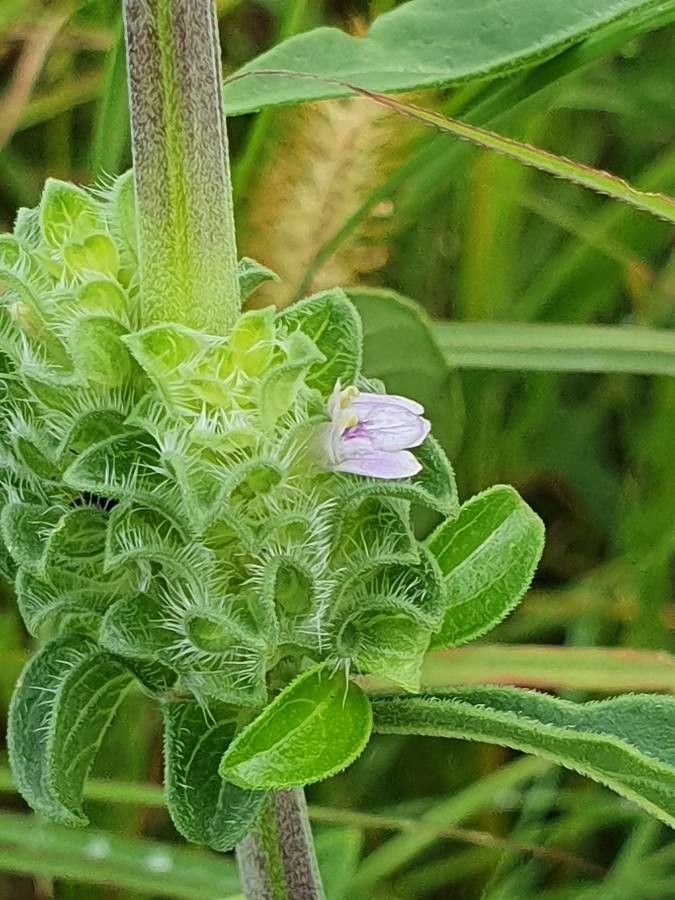 Justicia bracteata flower