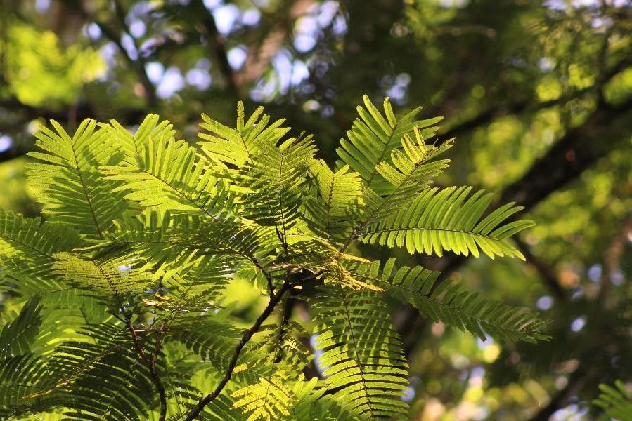 Pentaclethra macroloba leaf