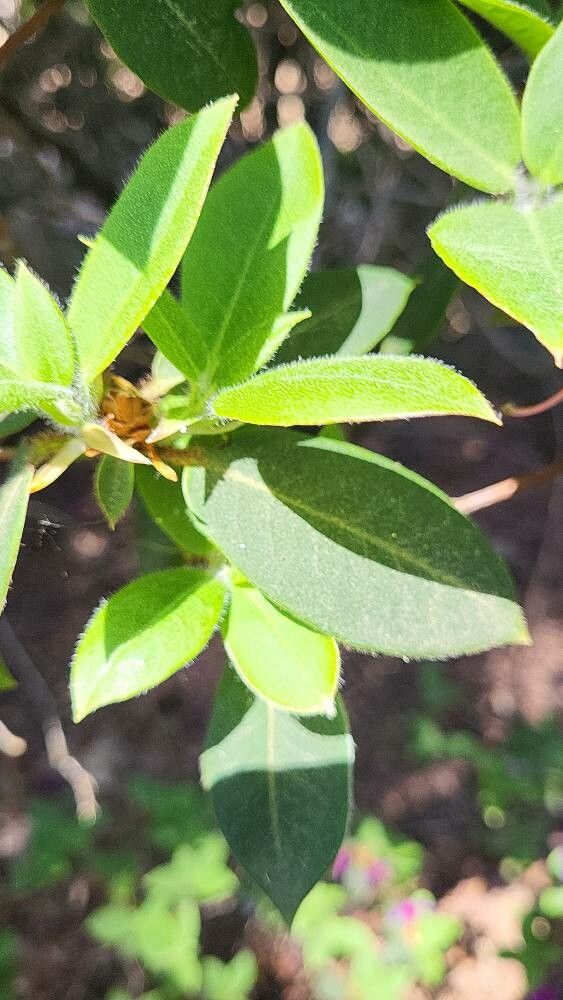 Rhododendron trichanthum leaf