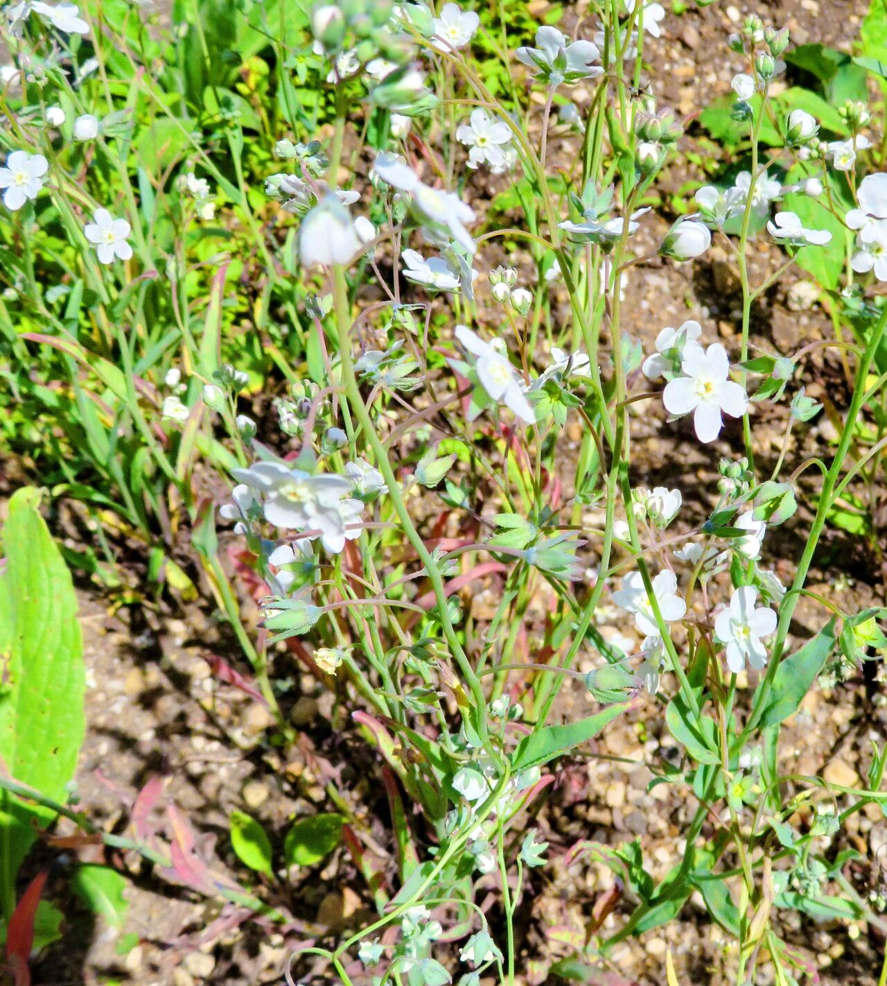 Iberodes linifolia habit