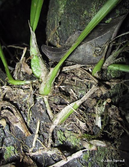 Liparis gibbosa bark