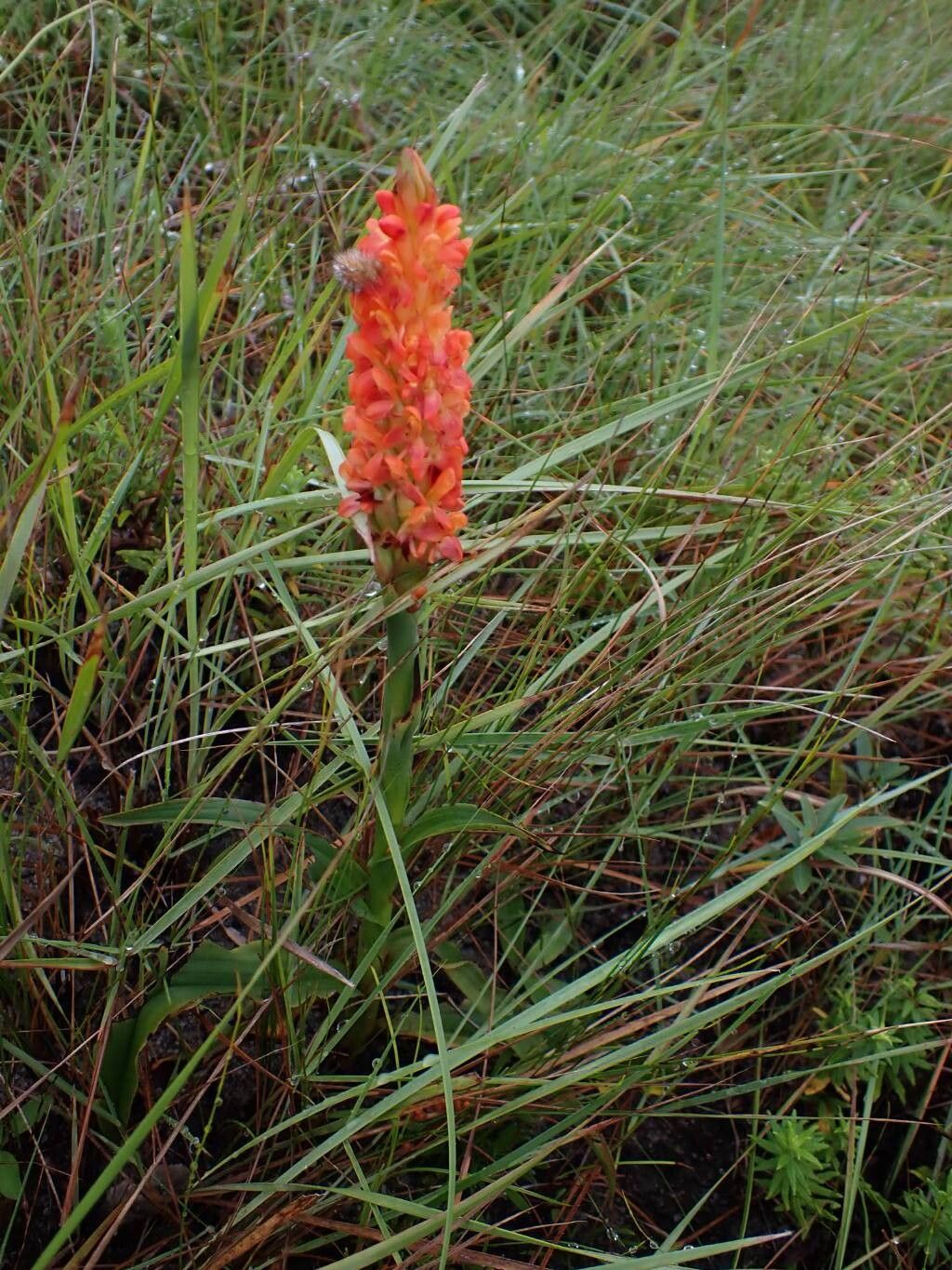 Disa polygonoides — houseplant care guide