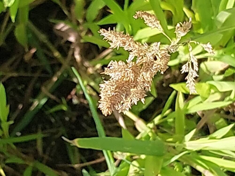 Sporobolus × townsendii flower