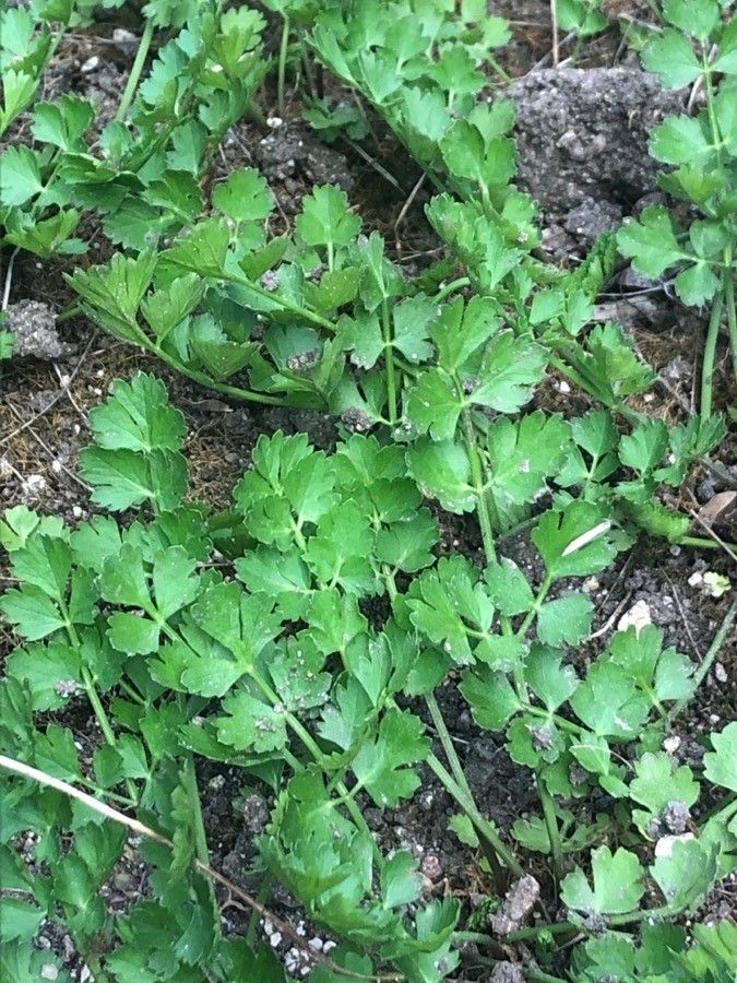 Oenanthe lachenalii — houseplant care guide