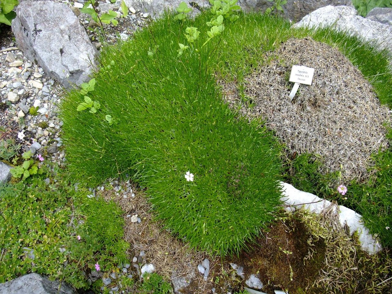 Gypsophila tenuifolia habit