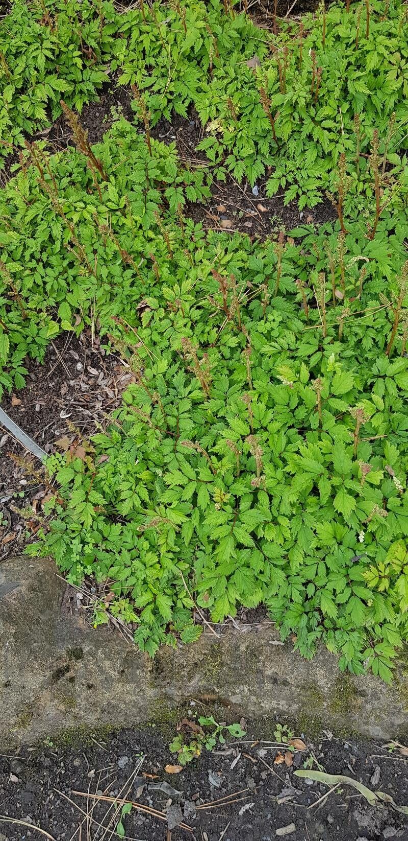 Astilbe chinensis habit