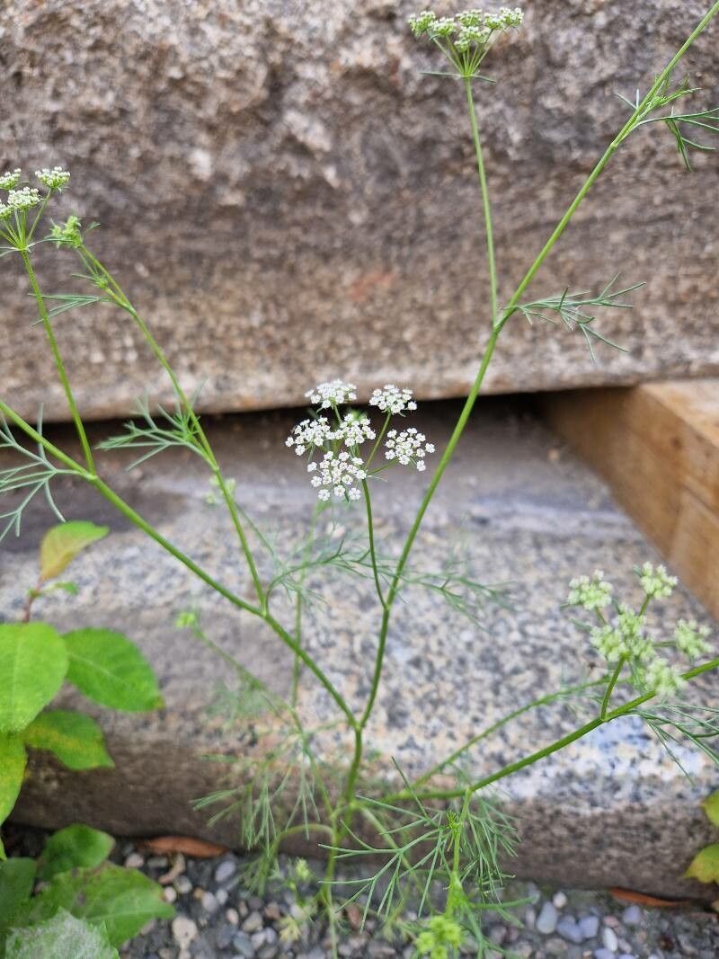 Trachyspermum ammi flower