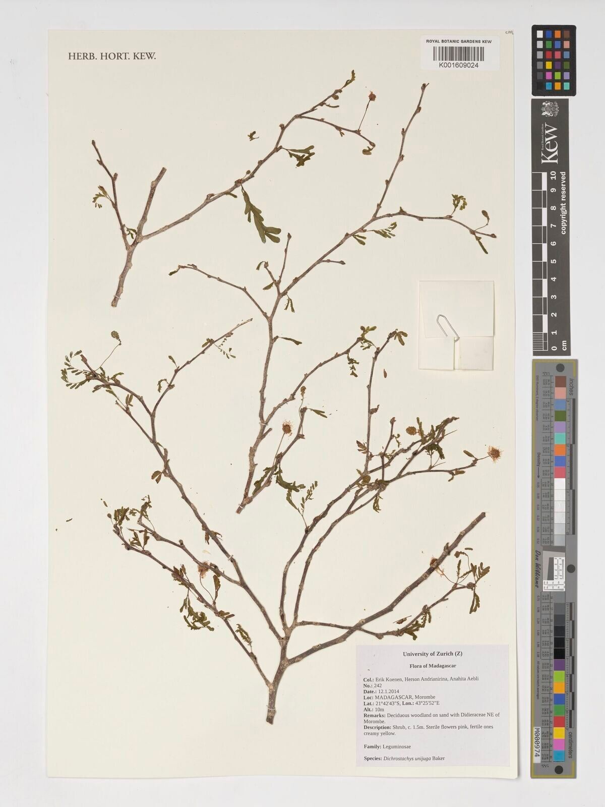 Dichrostachys unijuga — houseplant care guide