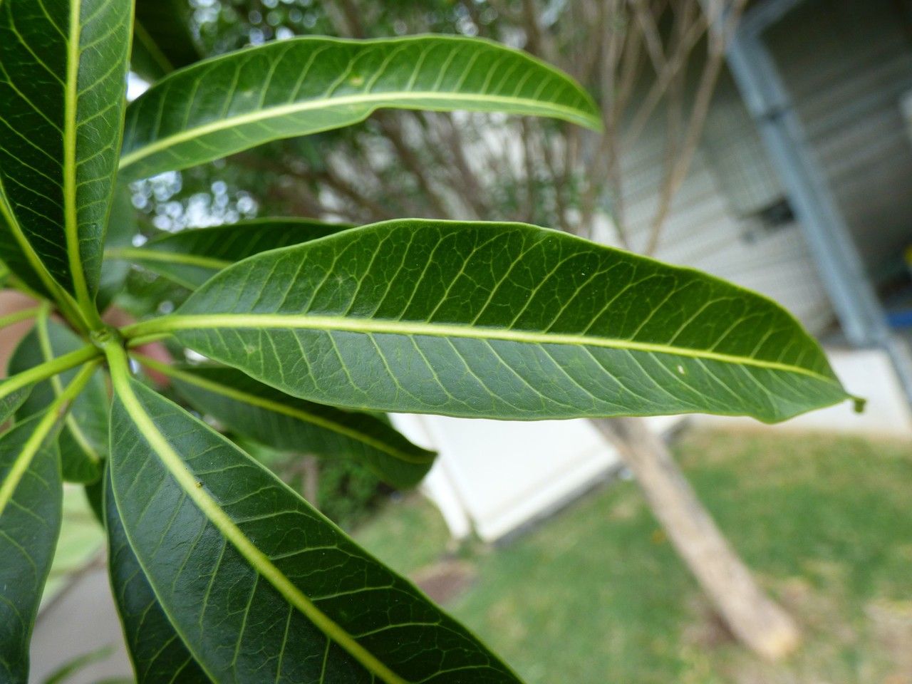 Tabernaemontana persicariifolia — search result for 'Tabernaemontana'