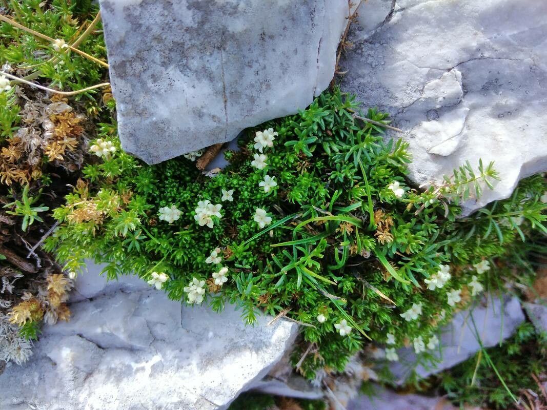 Galium cespitosum leaf