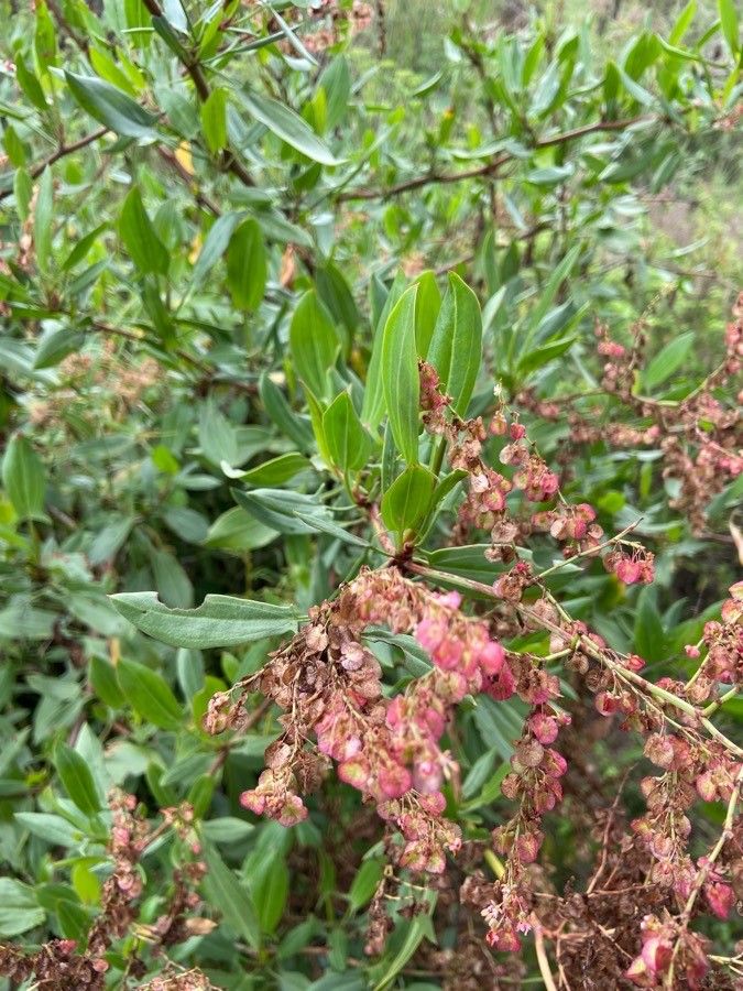 Rumex usambarensis flower