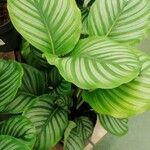 Calathea orbifolia