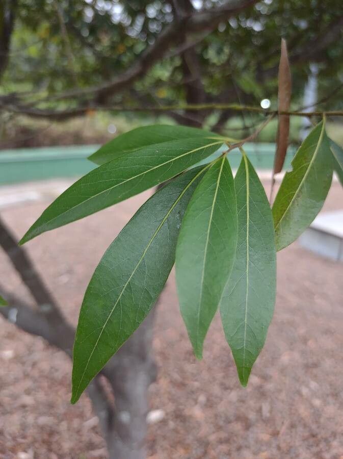 Damburneya coriacea — search result for 'Nectandra'