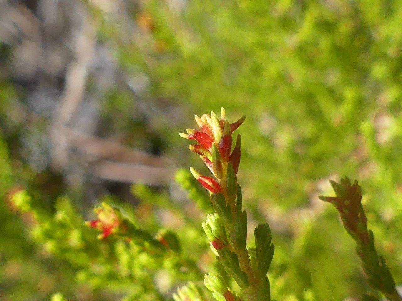 Erica comorensis leaf
