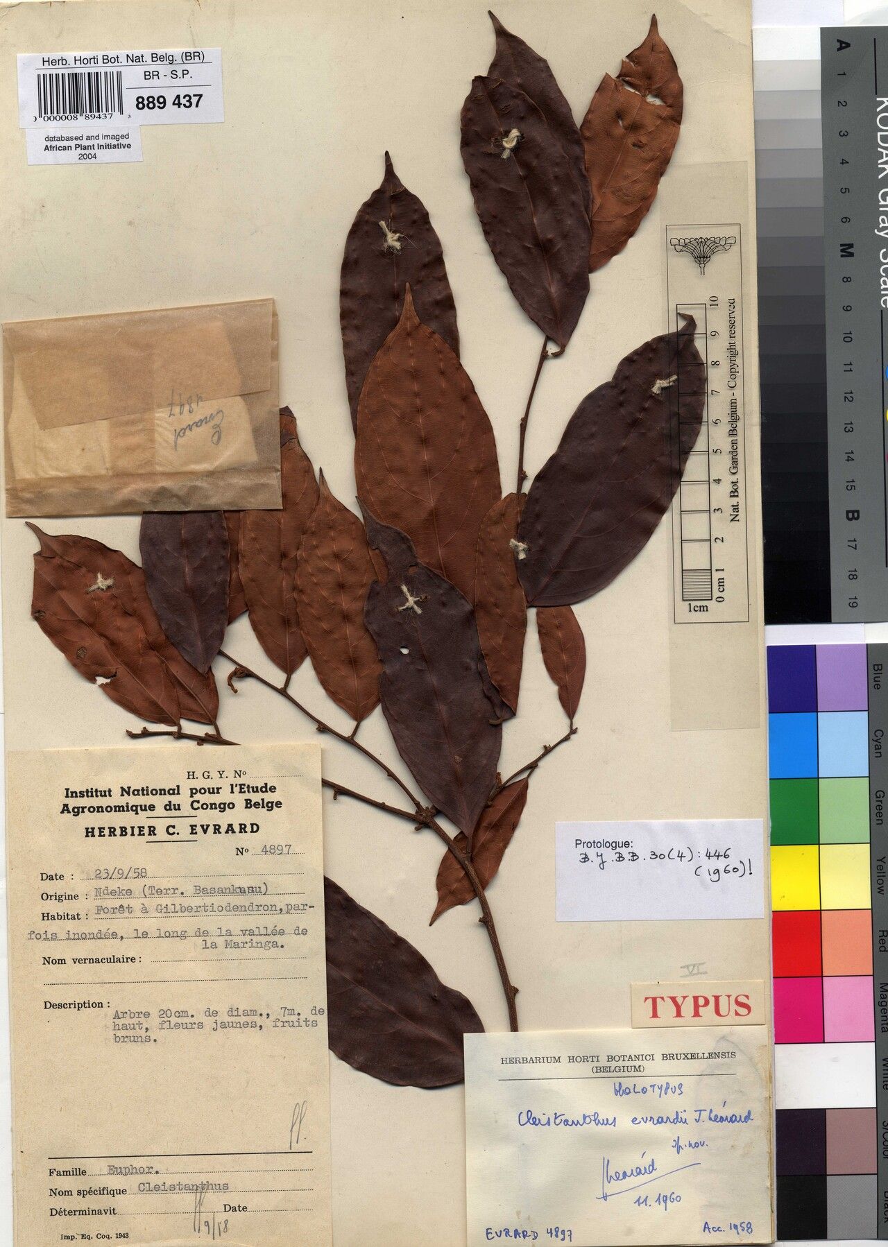 Cleistanthus evrardii — houseplant care guide