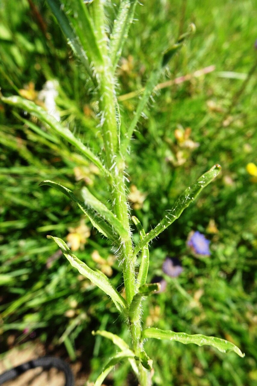 Jasione laevis leaf