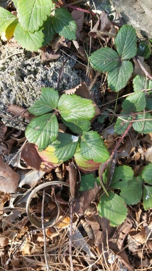 Fragaria chiloensis leaf