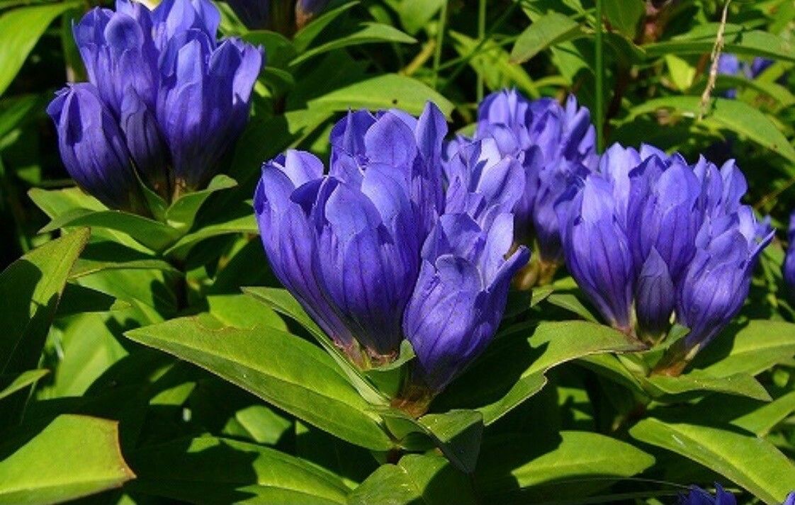 Gentiana triflora — search result for 'Mongolia'